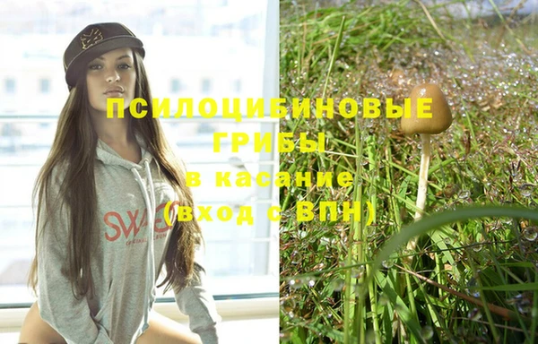 прущие грибы Абинск